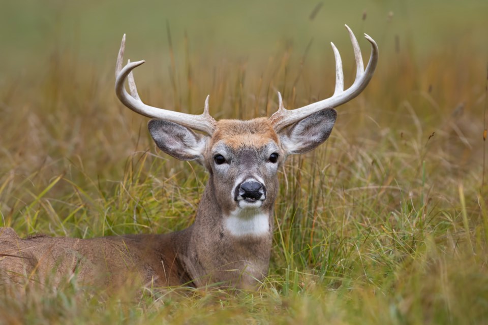 Deer buck