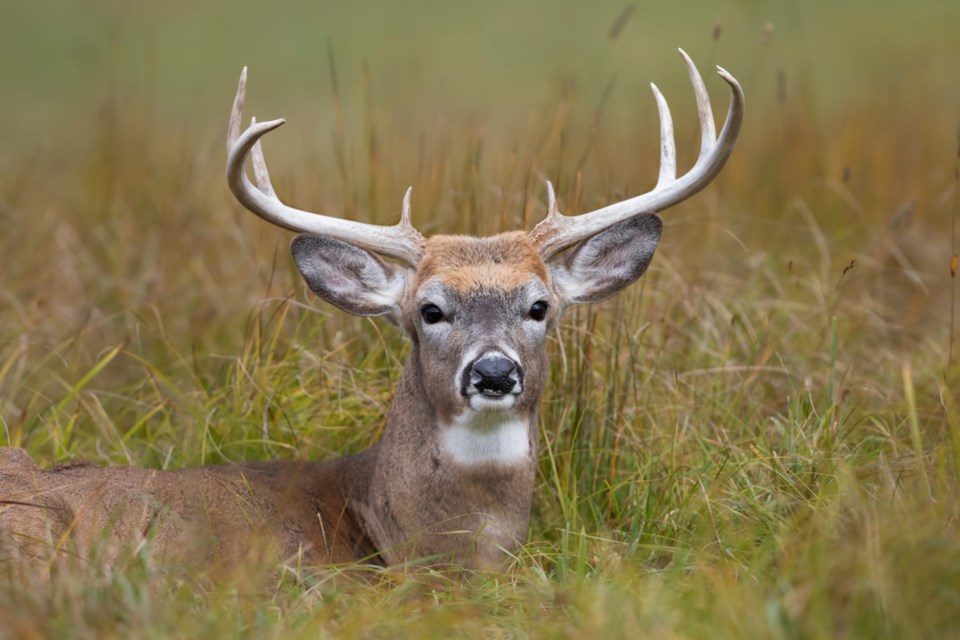 fao deer