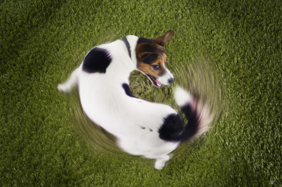 dogs spinning around