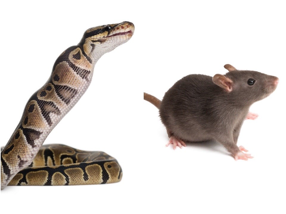 Snake and mouse