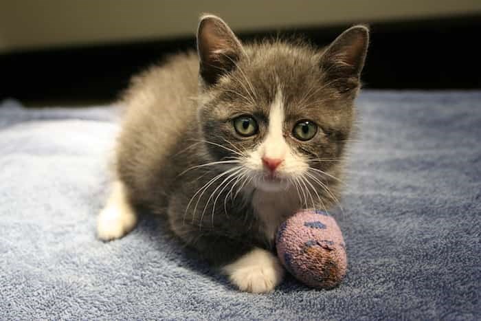 adorable-kitten with cast