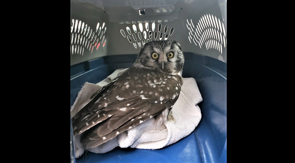 BC Conservation Officer Service - Injured owl Feb. 3, 2020