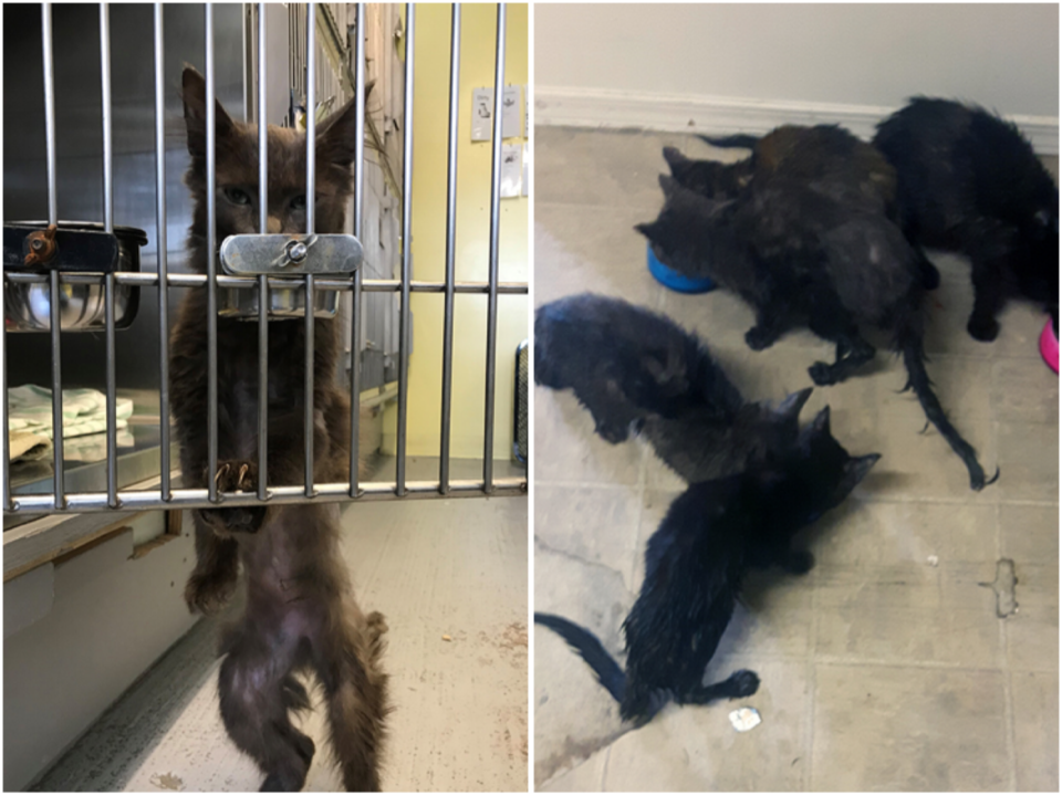 Cats found in PG - July 15, 2019