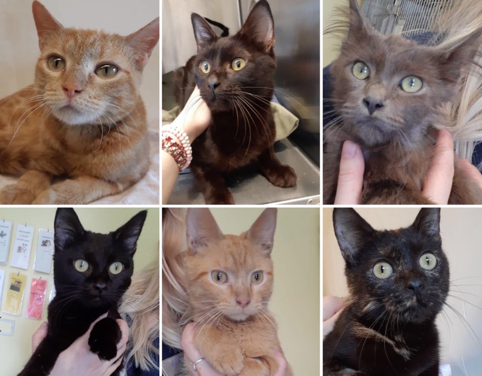 catupdate