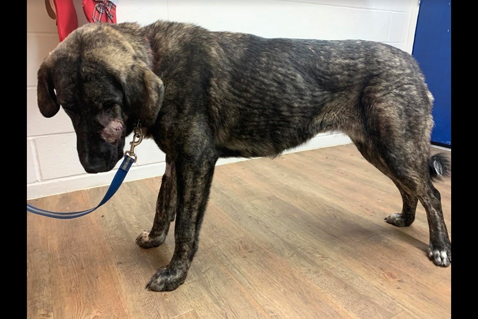 The dogs were discovered tethered in the mud and living in their own urine and feces at a backyard breeder’s property in Maple Ridge. (via BC SPCA)