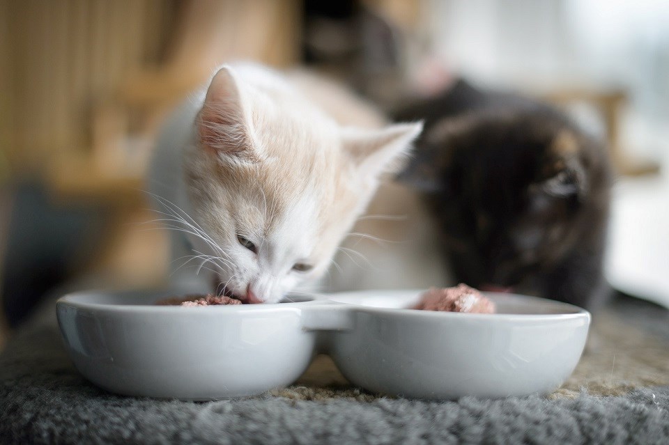 Kittens eating food - PG SPCA