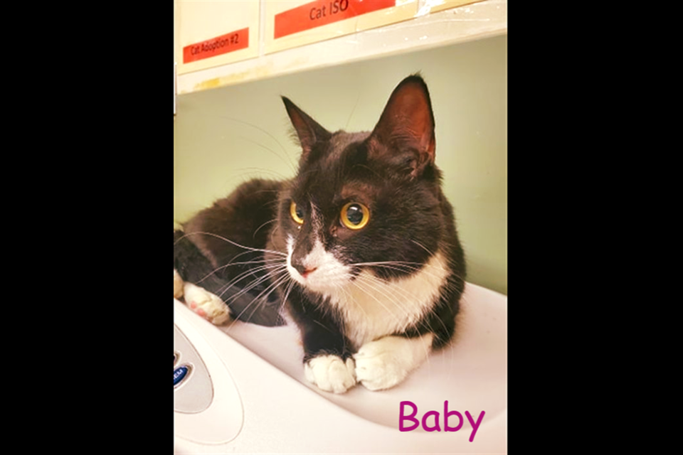 Baby. (via Facbeook/BC SPCA North Cariboo and District Branch)