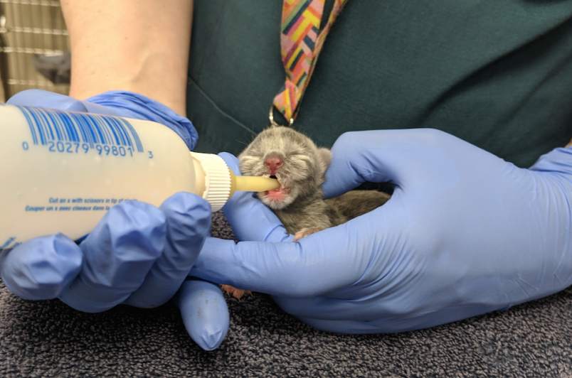 Kitten found in a dumpster (via B.C. SPCA)