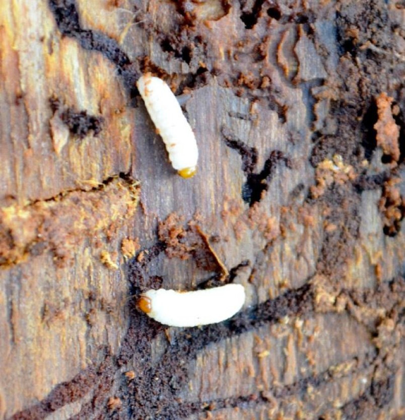 spruce-beetles
