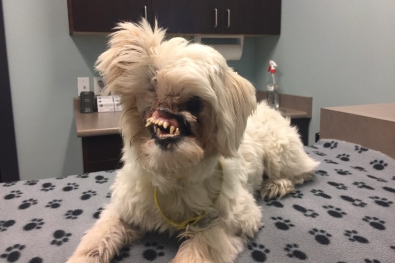 mugsy burned dog acid