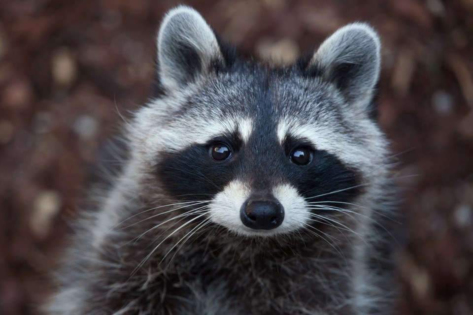 Raccoon