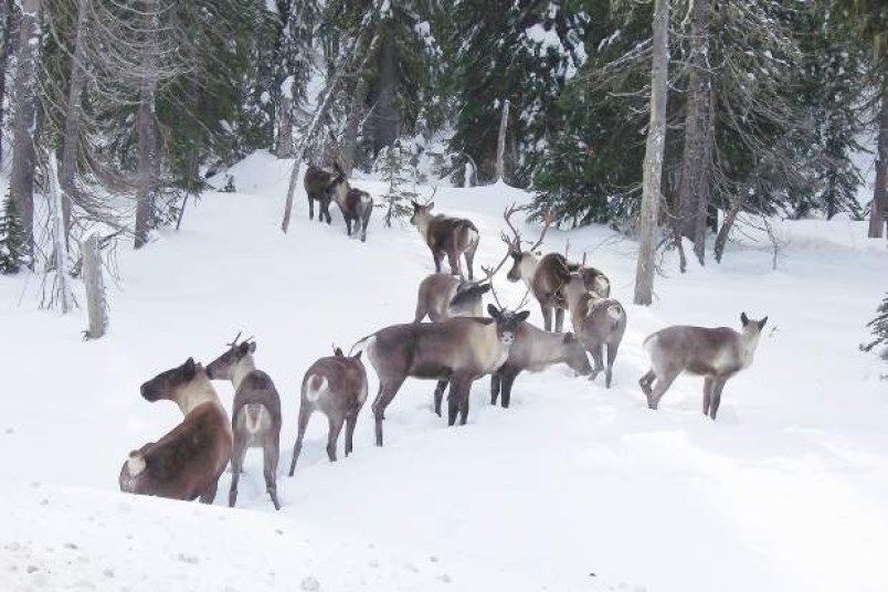 southern-mountain-caribou