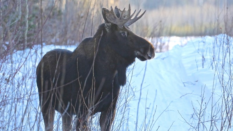 Bull moose - UNBC Prince George Airport