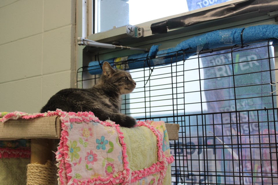 Tails for Triumph has been ongoing since Dec. 16 with the goal of raising $40,000 for the Prince George Humane Society.