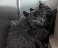 pgc-cats