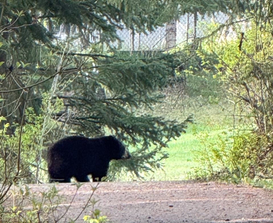 pgc-college-heights-bear-1