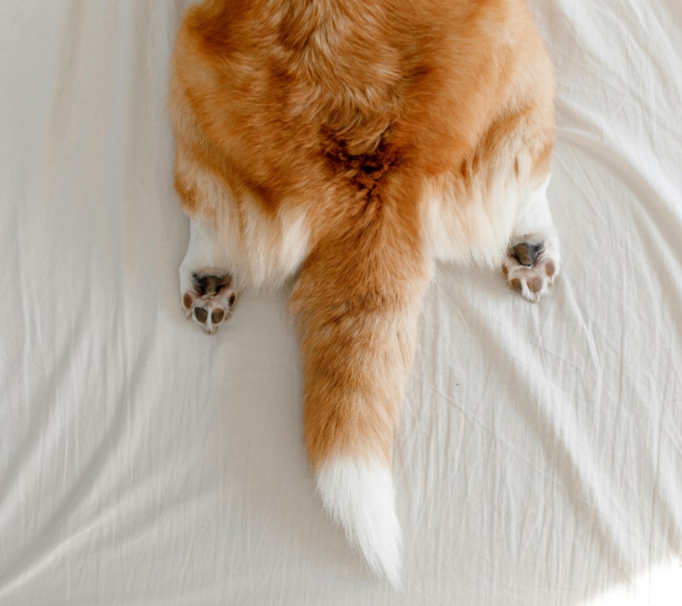 pgc-corgi