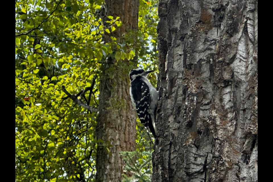 A female downy woodpecker does her thing on a tree at Cottonwood Island Park on Saturday, July 26, 2025 in Prince George, BC.