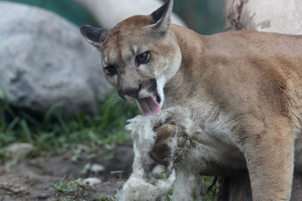 pgc-cougar