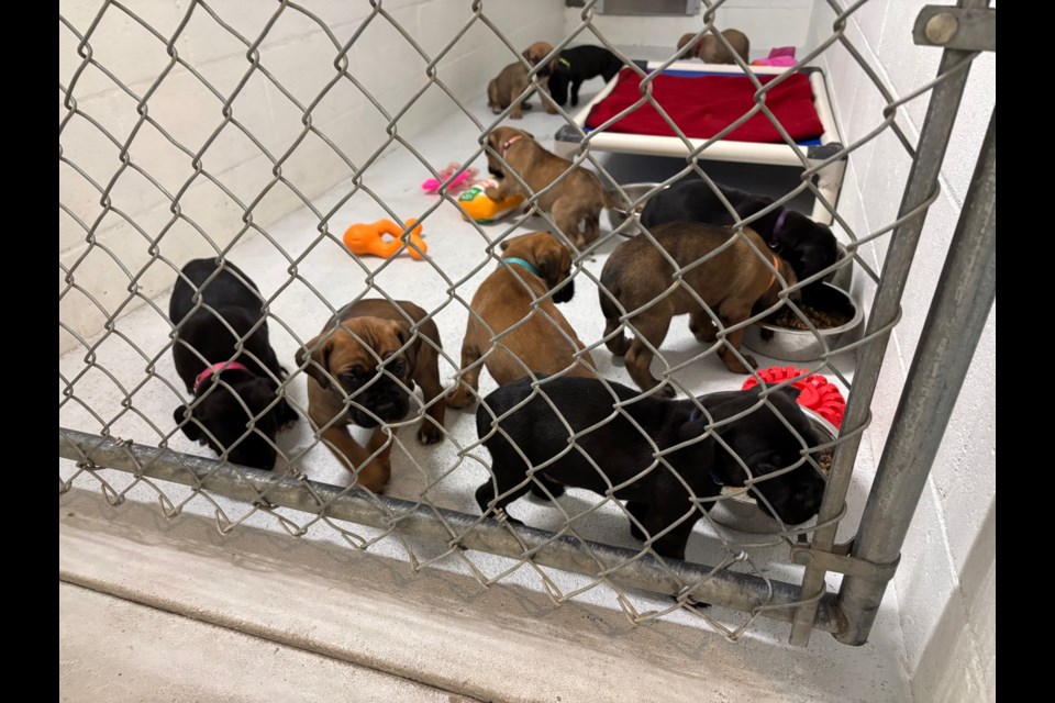 The BC SPCA rescued several animals from a Quesnel breeder recently.