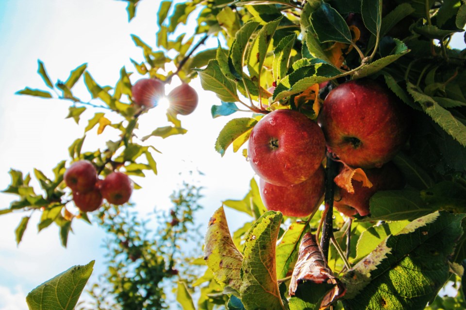 pgc-generic-apples-photo