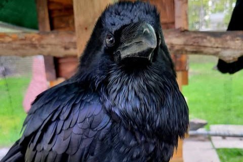 Huxley is one of Good Caws' permanent residents and an ambassador at the non-profit. 