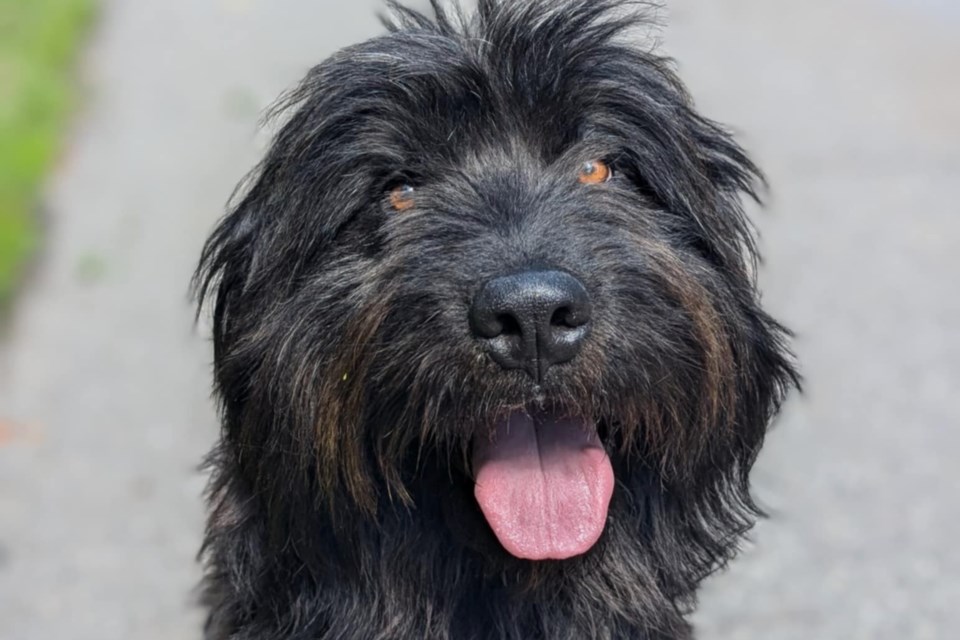 Grimble is seen in a photo posted to Facebook by the Prince George Humane Society on Thursday, July 10, 2025. The Newfoundland-wolfhound cross was abandoned in Prince George.