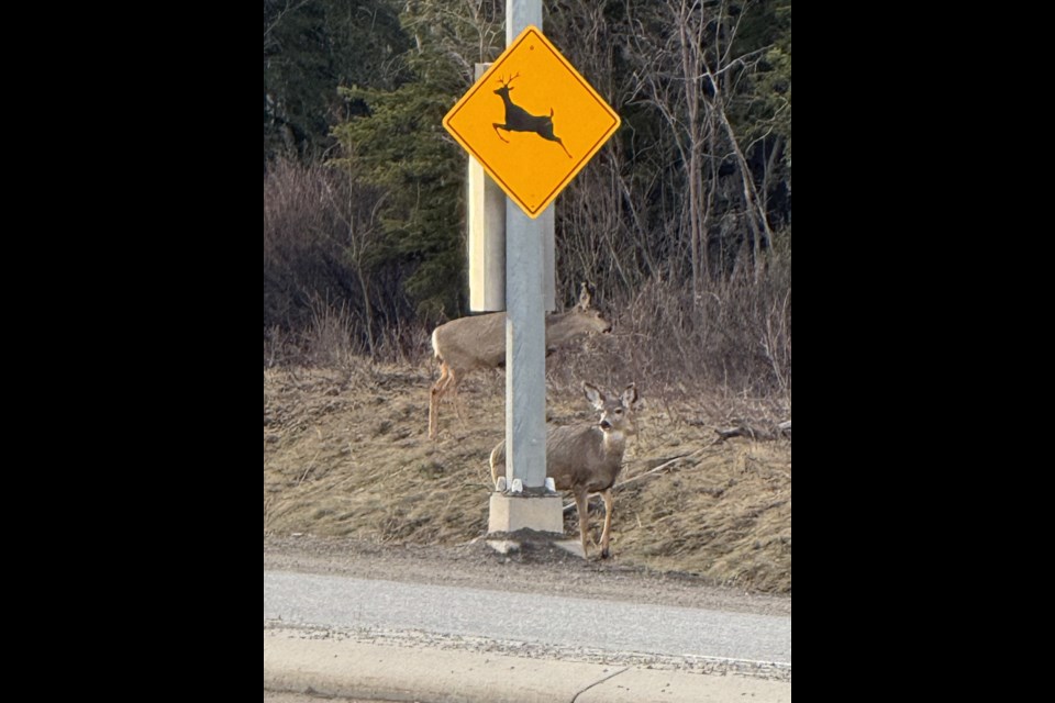 Photo of new wildlife crossing signs that were installed shortly after the petition was launched 