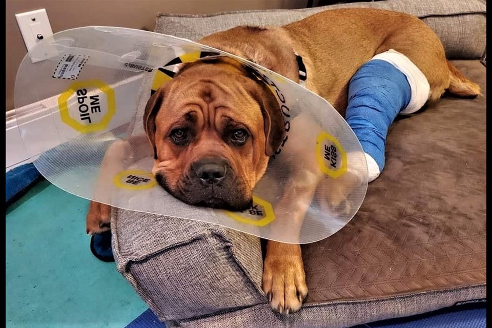 Major, a three-year-old bullmastiff surrendered to the Prince George Humane Society in February 2020, recovers from his knee surgery last summer. He's since found a new home in Alberta.