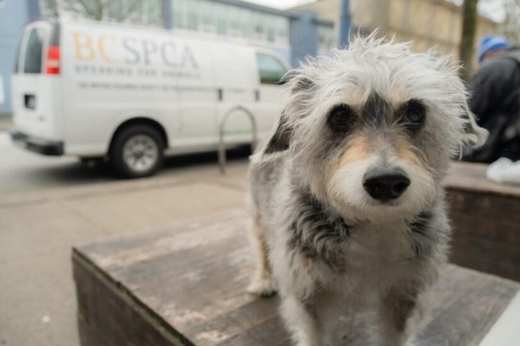 17 SPCA donation
