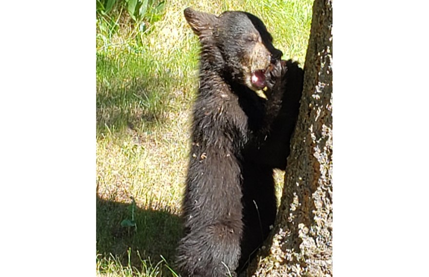 Laura MacDonald gave this little orphaned bear cub an apple as he and his sibling wandered into a North Nechako neighbourhood Sunday afternoon.