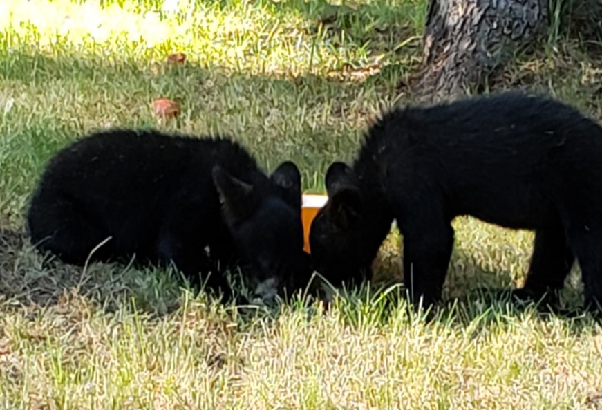 bear cubs nose to nose