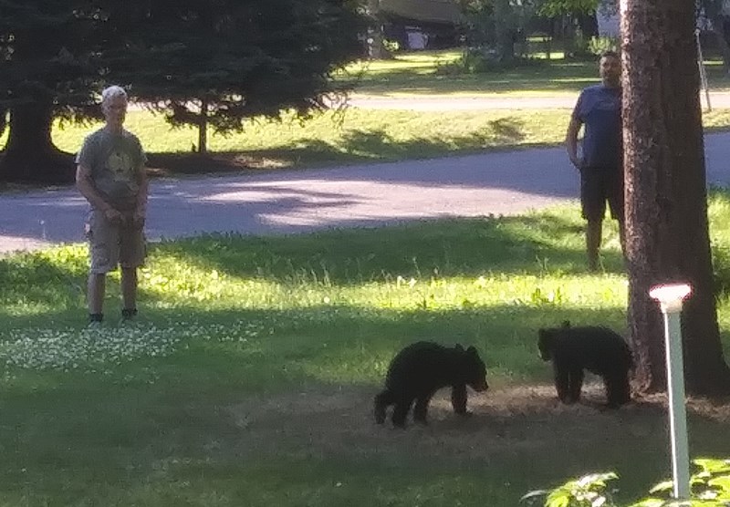 Bear cubs wrangled