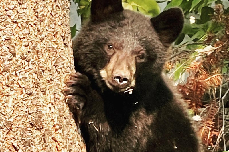 bear-in-tree-on-norwood