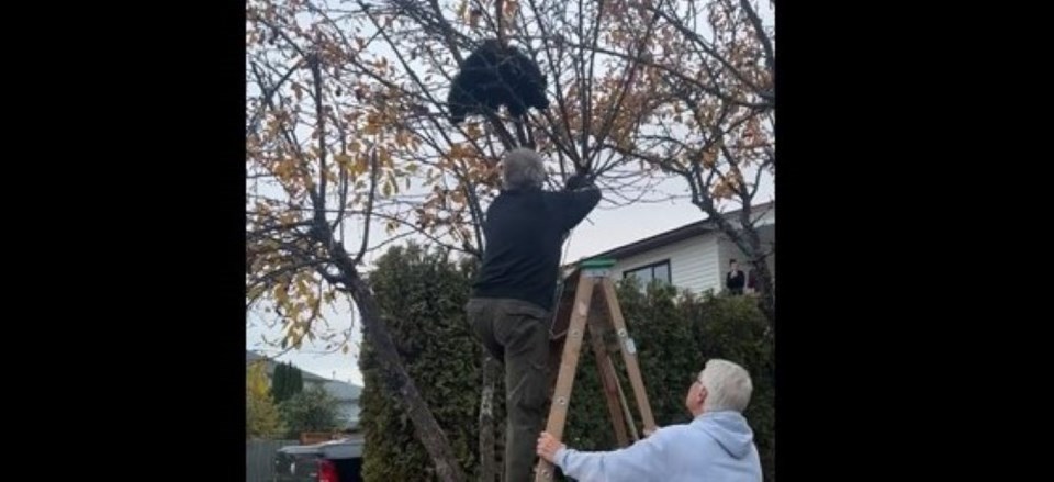 bear-in-tree-rescued