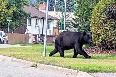 bear-on-mcdermid-drive-july-2023