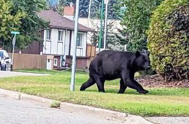 This adult bear appears well-fed as it wanders across a yard at McDermid Drive and Tabor Boulevard in Prince George.