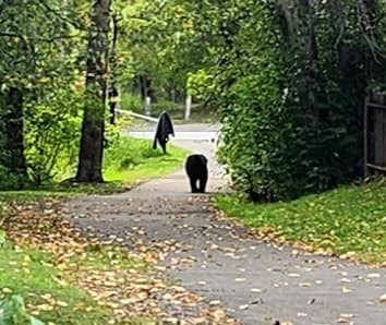 bear-on-oak-street-3