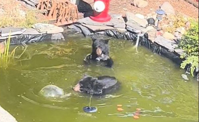 bear-pool-party