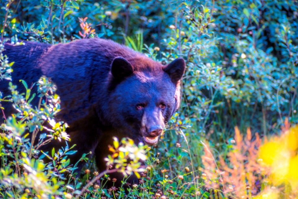 Black bear - Getty Images