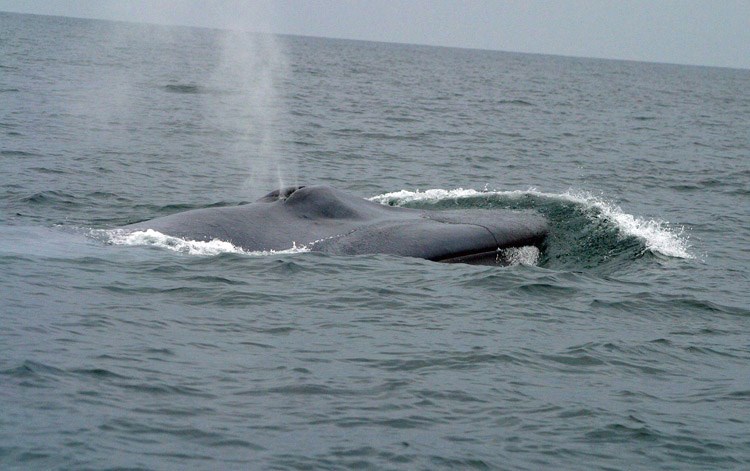 Blue whale WEB