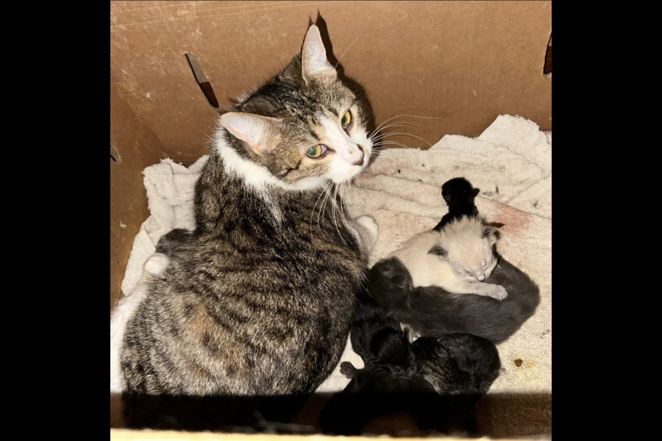 A cat caring for her kittens. 