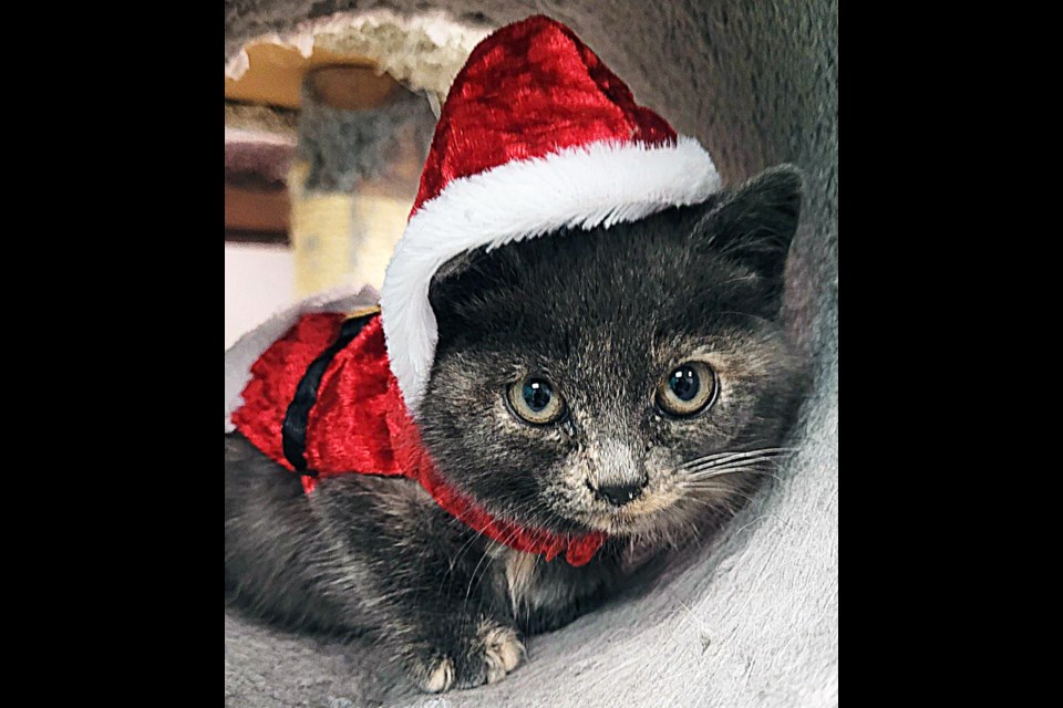 The Prince George Humane Society has all kinds of furry friends looking for foster homes or to be adopted.  You can reach them by calling 250-640-7415.