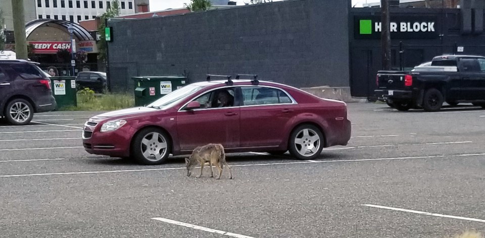 coyote-being-fed-july-18-2023