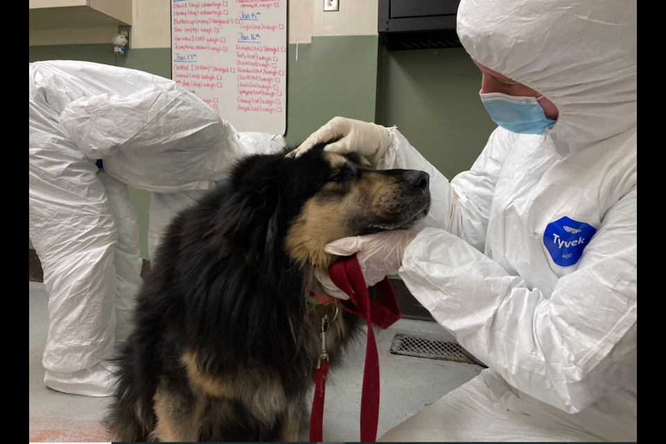 One of 10 rescued dogs getting medical care.