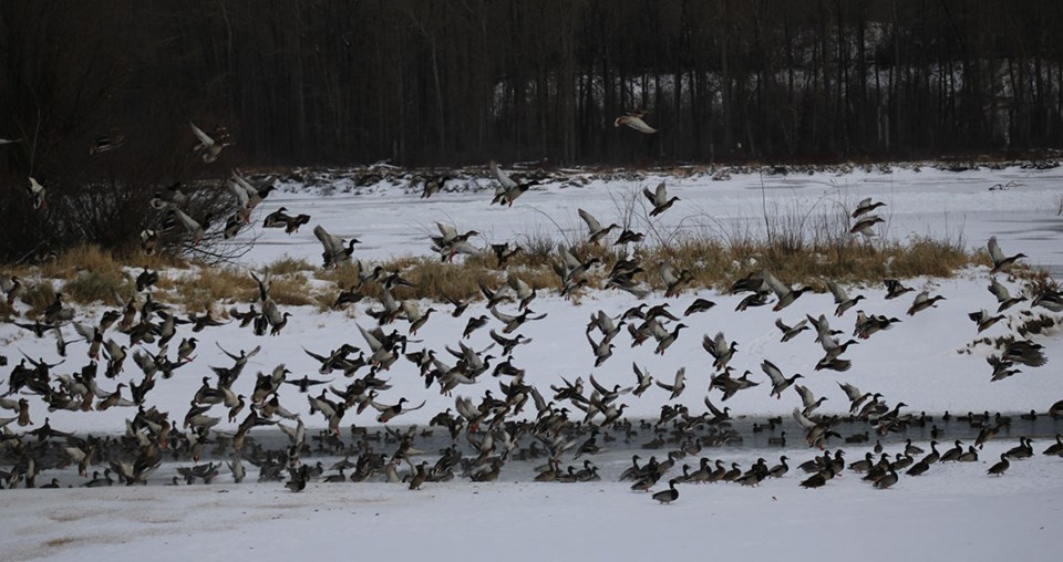 ducks-in-flight-at-cottonwood-park