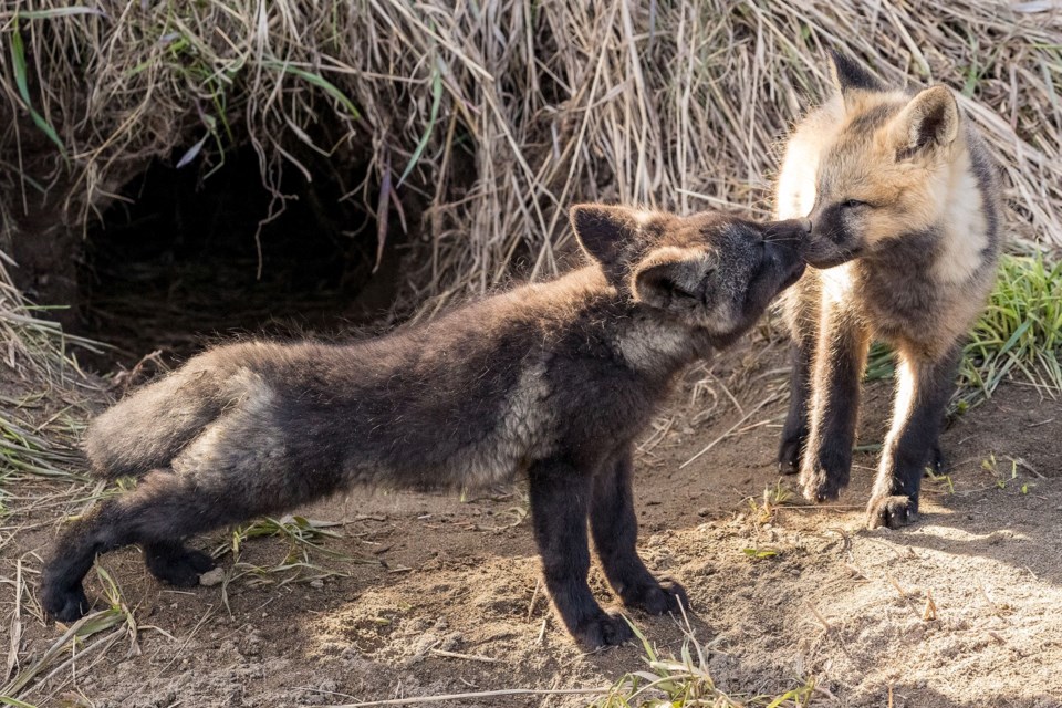 'What's that on your breath?' Here is a pair of fox kits outside of their den near a Prince George park.