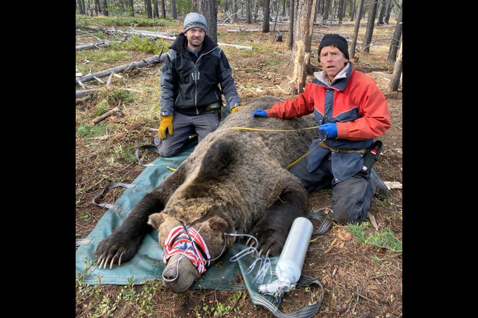 Wildlife biologists Mitchell Warne, left, and Garth Mowat, conduct field tests on a large tranquilized grizzly bear.