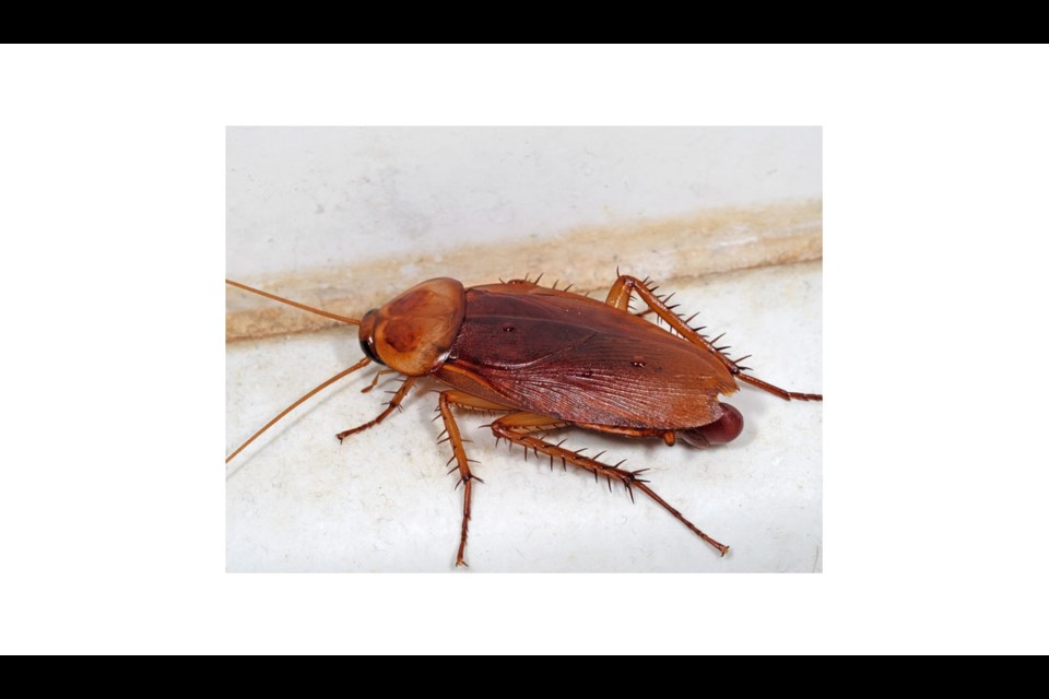 If you see a cockroach on your Prince George floor, like this one, call the pest control expert. You're never going to get rid of them by yourself. 