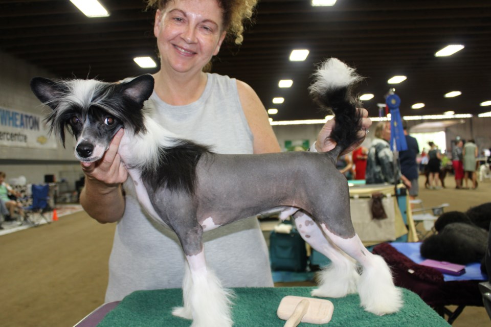 Knox, a hairless Chinese crested, made the trip to the Prince George Kennel Club Show from Fort St. John with owner Shelley Donally.